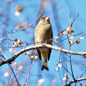 カワラヒワ 昭和記念公園 2019年1月17日(木)