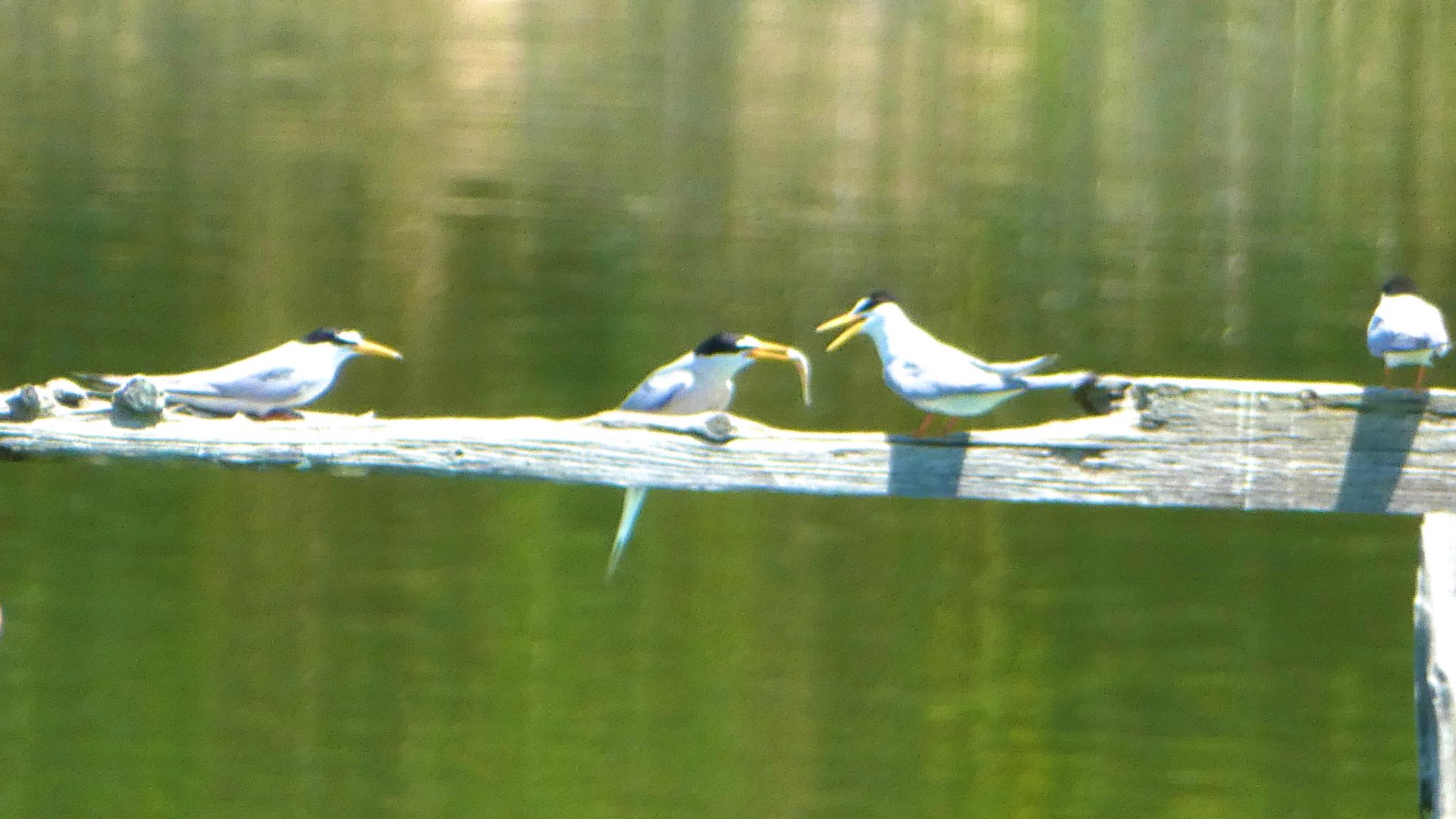 Little Tern