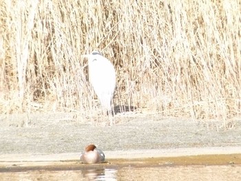 ダイサギ 昭和記念公園 2019年1月17日(木)