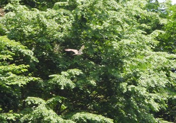 2024年6月16日(日) 四万川の野鳥観察記録