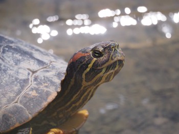 未同定 昆陽池公園 2024年6月16日(日)