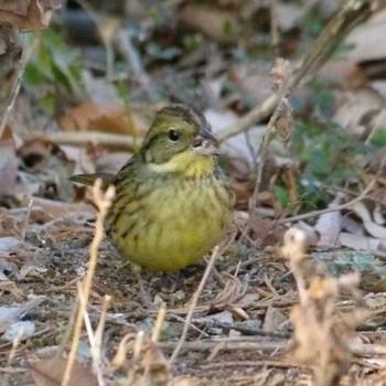 アオジ 昭和記念公園 2019年1月17日(木)