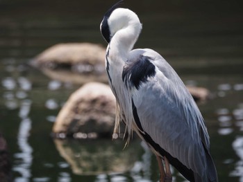 アオサギ 昆陽池公園 2024年6月16日(日)