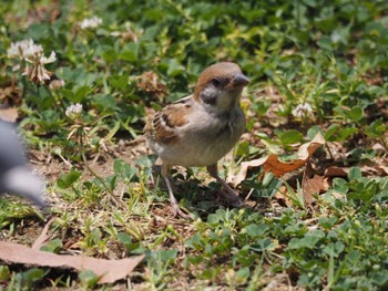 スズメ 昆陽池公園 2024年6月16日(日)