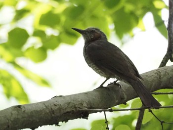 ヒヨドリ 昆陽池公園 2024年6月16日(日)