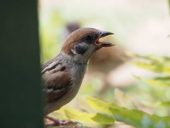 スズメ 昆陽池公園 2024年6月16日(日)