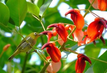 2024年6月16日(日) 大阪市の野鳥観察記録