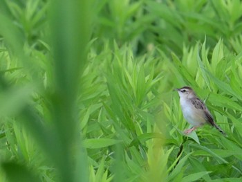 セッカ 平城宮跡 2024年6月16日(日)