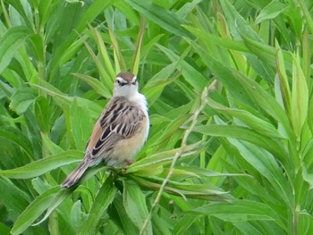 2024年6月16日(日) 平城宮跡の野鳥観察記録