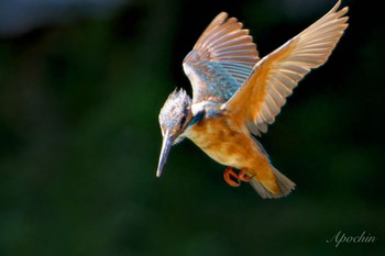 2024年6月16日(日) 近所の野鳥観察記録