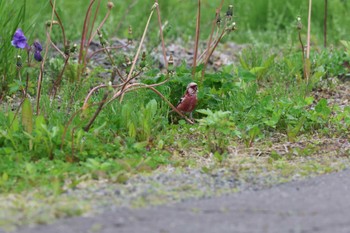 2024年6月9日(日) 明治公園(根室)の野鳥観察記録