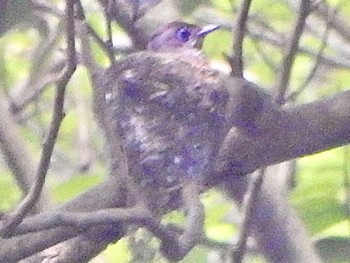 2024年6月15日(土) 八王子城跡の野鳥観察記録