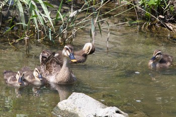 Sat, 6/15/2024 Birding report at 奈良 葛下川