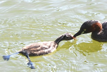 2024年6月16日(日) 薬師池公園の野鳥観察記録