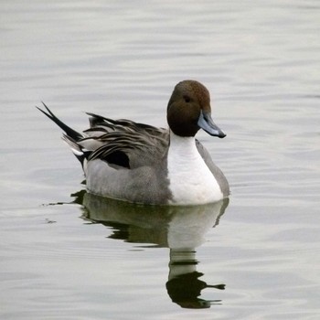 オナガガモ 昭和記念公園 2019年1月17日(木)