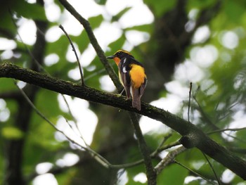 2024年6月17日(月) 八王子市の野鳥観察記録