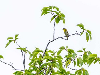 Warbling White-eye 科学万博記念公園(茨城県つくば市) Sun, 6/16/2024