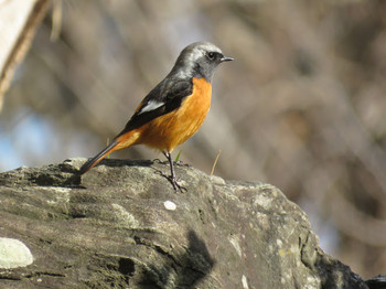 Daurian Redstart 和歌山城公園 Unknown Date