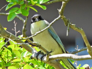 Sat, 5/25/2024 Birding report at 日の出三番瀬沿い緑道