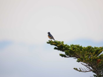 Mon, 6/17/2024 Birding report at Okuniwaso(Mt. Fuji)