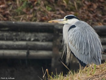 アオサギ 横武クリーク公園 2018年12月16日(日)