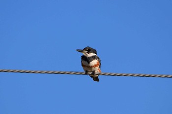 Belted Kingfisher Todos Santos (Mexico) Wed, 12/26/2018