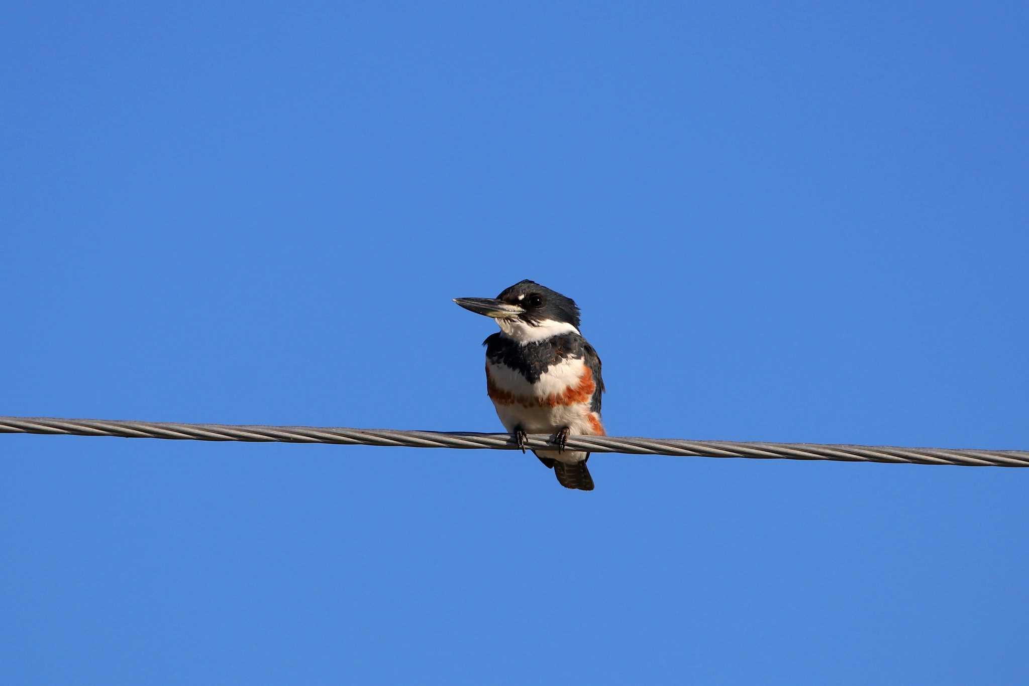 Photo of Belted Kingfisher at Todos Santos (Mexico) by とみやん