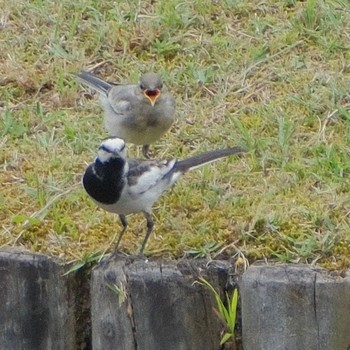 White Wagtail Rikugien Garden Sun, 6/9/2024