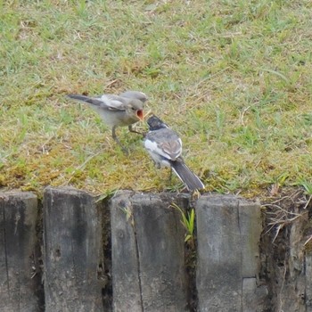 White Wagtail Rikugien Garden Sun, 6/9/2024