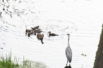 Mon, 6/17/2024 Birding report at 平和の森公園、妙正寺川