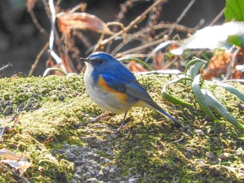 2019年1月16日(水) 東京都町田市の野鳥観察記録