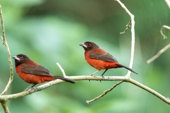 Crimson-backed Tanager Cerro Azul Fri, 1/4/2019