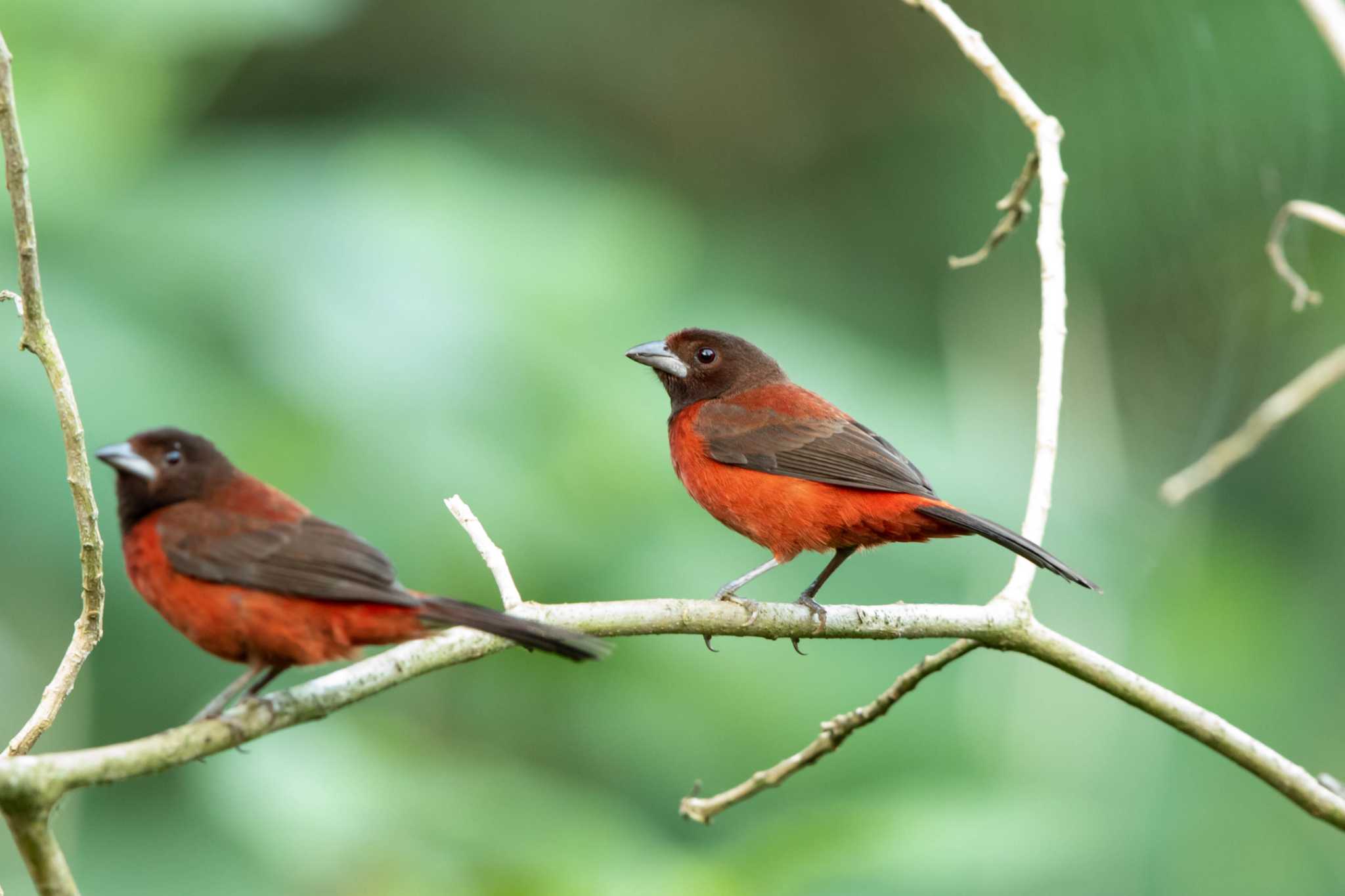 Crimson-backed Tanager