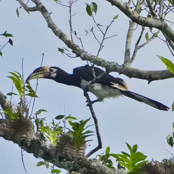 キタカササギサイチョウ カオヤイ国立公園 2024年6月5日(水)