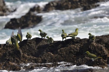 Sun, 6/16/2024 Birding report at Terugasaki Beach