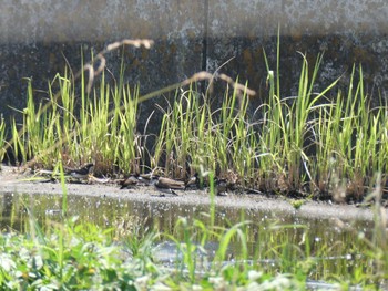 Sat, 6/15/2024 Birding report at 森ケ崎水再生センター