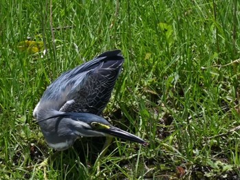 2024年6月18日(火) 江津湖の野鳥観察記録