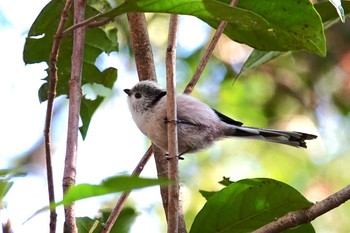 2019年1月16日(水) 水元公園の野鳥観察記録