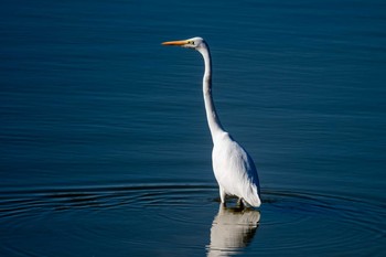 ダイサギ 金ヶ崎公園(明石市) 2019年1月13日(日)