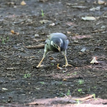 2024年6月14日(金) 都内の野鳥観察記録