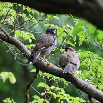 2024年6月17日(月) 都内の野鳥観察記録