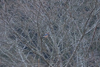 2019年1月13日(日) 武田尾の野鳥観察記録