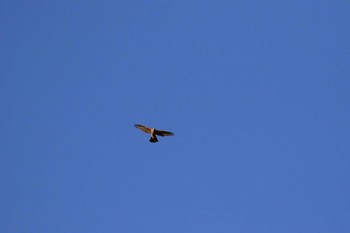 2019年1月13日(日) 再度山の野鳥観察記録