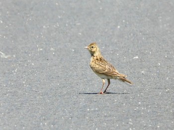 Wed, 5/29/2024 Birding report at 米子空港