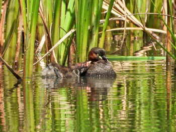 2024年5月25日(土) 谷津干潟の野鳥観察記録