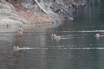 Mandarin Duck 再度山 Sun, 1/13/2019