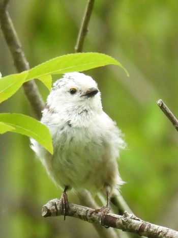 Long-tailed tit(japonicus) 札幌;北海道 Tue, 6/18/2024