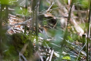 2024年6月14日(金) 明神ヶ岳の野鳥観察記録