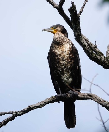 Great Cormorant 山田池公園 Sat, 6/15/2024