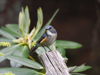 Mon, 6/17/2024 Birding report at Okuniwaso(Mt. Fuji)